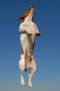 Jack Russell jumping up
