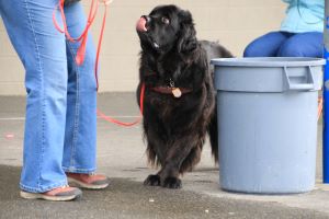 Shows a Newfoundland dog competing in nosework and scent detection